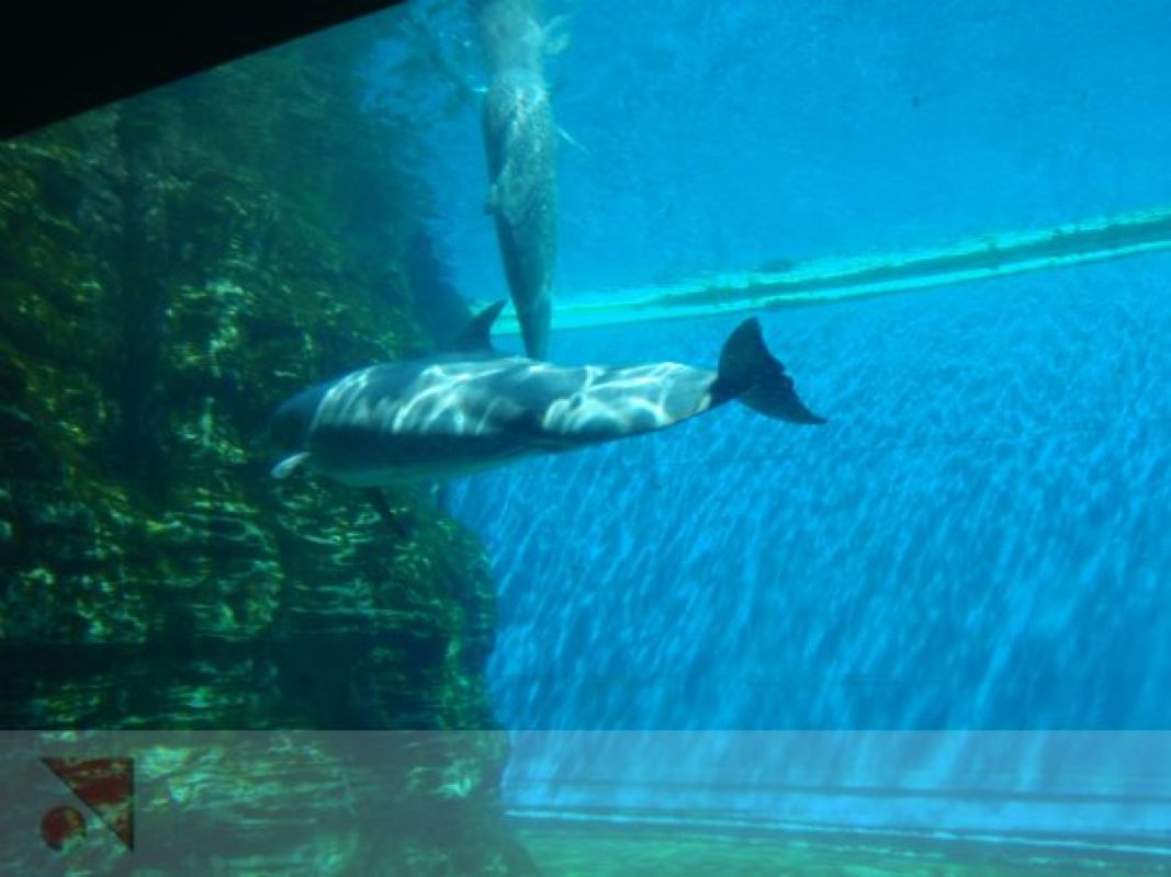 Delfini all'Acquario di Genova
