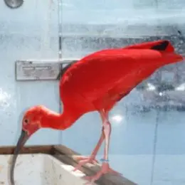 Un bellissimo uccello dalle piume rosse